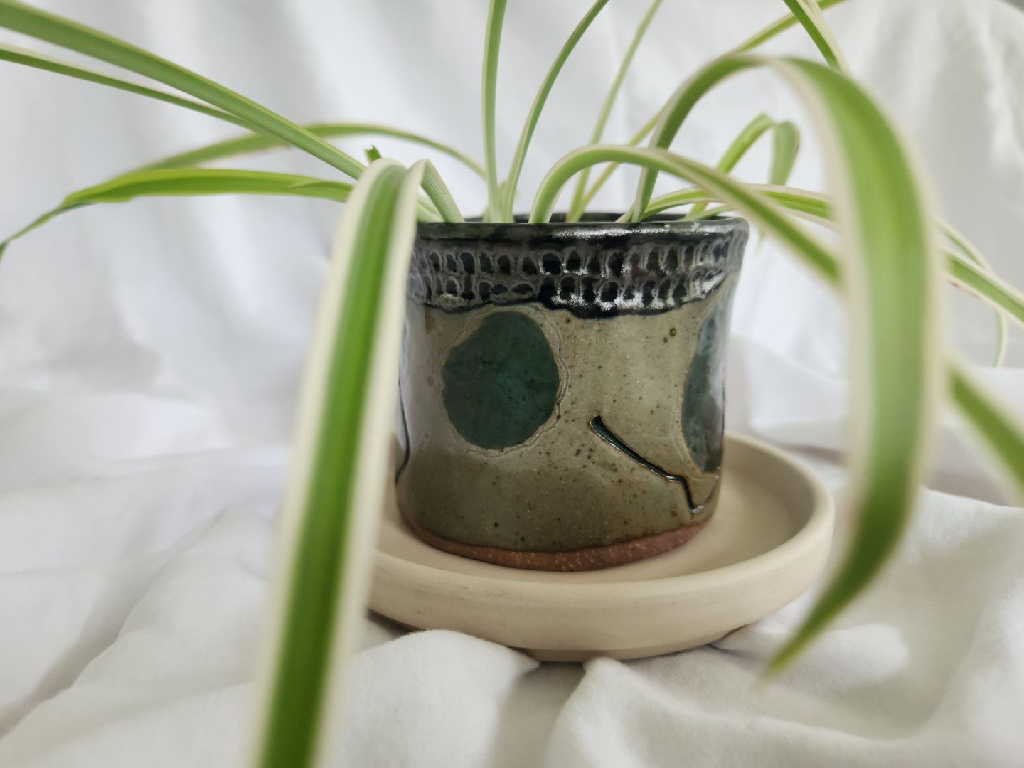 Nasturtium Leaf Planter